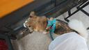 HEARTGARD犬心保中型犬M号 驱蛔虫钩虫预防心丝虫驱虫药原研药单粒装 实拍图