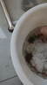 龟龟爬天下外塘中华草龟黑腹金线情侣宠物活体墨龟苗水陆两栖观赏乌龟活物 2-3厘米/小苗 情侣龟2只 实拍图