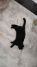instinct天然百利猫粮进口冻干双拼粮生鲜鸡肉幼猫成猫全猫粮10磅/4.5kg 实拍图