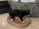 喵丽丝剑麻猫抓板猫窝一体耐磨不掉屑猫咪玩具猫爪板耐抓四季通用抓盆 【冲量款】椭圆剑麻布贈猫薄荷 实拍图