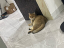素力高（SolidGold）进口高蛋白金装金素鸡长肉营养成猫幼猫全价猫粮3磅/1.36kg 实拍图