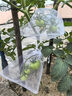 yuanyiba水果套袋防鸟防虫专用网袋葡萄无花果苹果芒果草莓桃子保护袋子 12x40cm/30个/黄瓜苦瓜丝瓜 实拍图