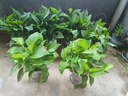 双盟绿萝盆栽除甲醛花卉绿植办公室新房净化空气180加仑4盆装源头直发 实拍图