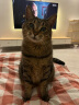 美士（Nutro）进口猫粮成猫高蛋白宠物猫干粮三文鱼14磅/6.35kg 实拍图