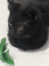 多特思（DOTUS）猫罐头主食全价成长幼猫奶糕羊奶鸡肉罐头浓汤湿猫粮猫饭60g*6罐 实拍图