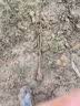 花询花椒树苗大红袍花椒苗花椒苗盆栽地栽无刺高产种当年结果 3年苗种植(当年结果) 实拍图