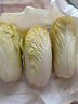 云南高原娃娃菜新鲜蔬菜生鲜乾隆白菜早餐火锅必备产地直发 浅黄色 新鲜娃娃菜3颗装*3包 实拍图