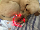 楚克奇（CHUKCHI）宠物狗项圈发光USB充电式LED电子项圈狗狗夜光脖圈中型颈圈防丢器 绿色 L码周长约70CM 实拍图