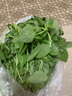 荆芥菜新鲜河南大叶荆芥叶菜调味凉拌菜茎芥鲜嫩现挖现发带根 新鲜现挖荆芥   【1斤】 实拍图