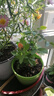 意轩【带花苞】欧月果汁阳台室内观花植物花卉盆栽四季开花月季 小苗【带花苞发】 实拍图