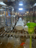 布朗博士玻璃奶瓶 0-3月新生婴儿防胀气防呛 宽口径奶瓶270ml 双兔 实拍图