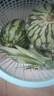 广东香水菠萝 徐闻菠萝 新鲜水果非凤梨现采现摘整箱包邮 【1个装】净重1.3斤-1.5斤 实拍图