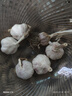 京喜自营精选大蒜水果蒜调料蔬菜火锅烧烤牛肉小龙虾食材 优惠5-6头 100g 单果3.5-5cm 实拍图