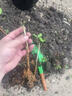 茉莉花苗盆栽带花苞九里香老桩花卉植物室内浓香四季开花好养 中份茉莉花【3-5颗】花苞一般 实拍图