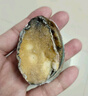 江船长冷冻鲍鱼 带壳去内脏去黑膜 净重230g 6粒装 火锅食材海鲜  实拍图