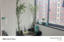 开时果 小叶赤楠盆景摆件 办公室桌面绿植花卉好养盆栽植物源头直发包邮 舍得紫砂盆+黑石+底座 实拍图