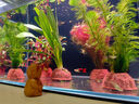 尼奥光 NEO-HELIOS鱼缸灯水草灯LED灯S3proRGB植物光谱 13W新款尼奥S3pro+【高亮自然版双倍亮度】 实拍图