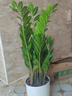【金钱树】盆栽客厅室内植物钱串子大型发财绿植乔迁开业送盆花卉 6-9株 60-70cm+罗马柱树脂花盆 送肥料 实拍图
