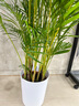 植男植女客厅绿色植物散尾葵大型绿植凤尾竹室内盆栽轻奢夏威夷竹源头直发 实拍图