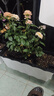 北蔬 种菜箱户外阳台种菜盆蔬菜种植长方形大花盆 懒人种菜箱大号 实拍图