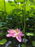 雷瓦（RIWA）直板夹宿舍直发夹板刘海夹板女士卷发神器学生宿舍直发棒小功率小夹板迷你卷发棒RB-8110 实拍图