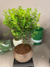 开时果 小叶赤楠盆景摆件 办公室桌面绿植花卉好养盆栽植物源头直发包邮 舍得紫砂盆+苔藓+底座 实拍图