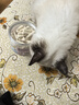 味当家猫零食冻干羊奶棒幼猫成猫奶猫营养奶酪棒磨牙棒宠物猫咪零食40g 实拍图