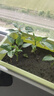 幸悦营养土养花土种菜绿萝多肉肥料通用型盆栽花卉有机种植土壤 30斤土 实拍图