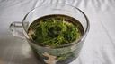 平利绞股蓝养生茶饮【特2A】七叶绞股蓝龙须茶500克平利核心原产健康代用茶 实拍图