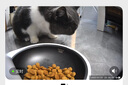 小佩宠物AI智能自动喂食器可视版 定时定量 猫狗宠物喂食 视频监控 实拍图