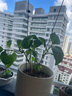 绣球花苗无尽夏四季开花绣球花盆栽庭院好养的花卉植物室内花 无尽夏180#大苗(原盆土 带花苞发货) 晒单实拍图