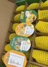 佳沛（zespri）新西兰  阳光金奇异果18粒礼盒优选果单果约101-124g 猕猴桃水果 实拍图