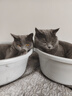 皇家绝育成猫粮 SA37通用粮 1-7岁10KG 实拍图