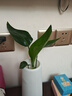 壹植水培天堂鸟盆栽花卉植物室内客厅绿植桌面鹤望兰吸甲醛四季好养活 精品水培天堂鸟20-30厘米1棵 不含盆 实拍图