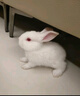 朗缤 兔子活体宠物兔活体新西兰肉兔公主兔小白荷兰侏儒活物兔子宠物 白色侏儒公主兔2只 实拍图