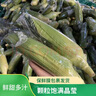 滇味十足（DIANWEISHIZU）水果玉米甜玉米云南金银双色新鲜甜嫩水果玉米棒鲜玉米茄果瓜 金银双色 【精选5斤】（净重 约5-9根） 实拍图
