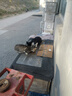麦富迪猫粮 超肉粒冻干双拼奶糕离乳猫粮呵护免疫 冻干蛋奶2kg 实拍图