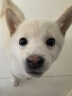 怡亲（YOKEN）宠物狗尿垫狗狗猫咪生理尿不湿尿布厕所用品竹炭尿片L码-40片 实拍图