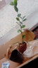 盆栽茶花苗 山茶花苗绿植花卉盆栽四季好养茶花树苗盆栽耐寒花卉观花植物室内花卉绿植开花不断 不含盆 五色赤丹(强力推荐) 2年苗 实拍图