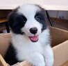 HELLOJOY狗狗玩具 耐咬磨牙棉绳球套装宠物幼犬小狗玩具自己玩解闷5件套 实拍图
