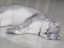 普安特宠物猫咪耳螨狗狗猫咪洗耳液马拉色菌复方制霉菌素膏欣尔宁尔加分 实拍图