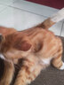 COCS宠物航空箱猫咪太空舱外出便携猫包托运行李箱猫兔子车载笼手提式 青色小号【建议12斤内】 实拍图