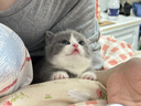 涴喵 苏氏纯种英短幼猫短毛猫大脸猫宠物猫咪活体辅助喂养 宠物级 【蓝白】 实拍图