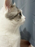 Orijen渴望猫粮 成猫幼猫干粮 全价通用无谷原味鸡肉进口5.4kg效期25/12 实拍图