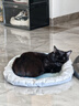 疯狂的主人 猫抓板窝超大号圆形不掉屑耐磨一体猫窝磨爪猫咪玩具 实拍图
