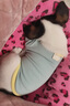 欢宠网宠物猫咪狗狗衣服小狗猫衣服泰迪柯基比熊小型犬小猫幼犬猫猫衣服 实拍图