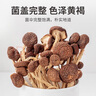 方家铺子 中华老字号 茶树菇220g 蘑菇菌菇食用菌 山珍特产 火锅煲汤材料 实拍图
