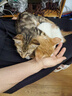 皇家幼猫奶糕猫粮  离乳期孕猫BK34 通用粮 增强免疫亲肠胃助消化 【1-4月与孕期】BK34礼盒1595g 实拍图