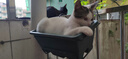 伟嘉猫粮成猫夹心粮 全价粮吞拿鱼1.3kg布偶蓝猫橘猫加菲英短猫咪 实拍图