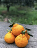 生活＆好管家四川丑橘不知火特大果新鲜水果桔橘子丑柑丑八怪整箱 4.5-5斤【超划算】净重4.5斤 果径80-85mm【大果】 实拍图